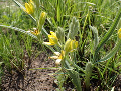 Hypoxis rigidula