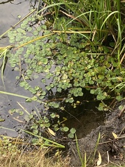 Hydrocharis morsus-ranae