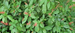 Odontonema cuspidatum