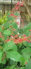 Odontonema cuspidatum