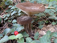 Lactarius fuliginosus