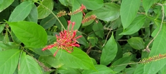 Odontonema cuspidatum