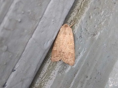 Ammoconia caecimacula