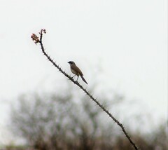 Amphispiza bilineata