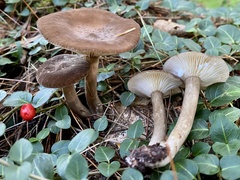 Lactarius fuliginosus