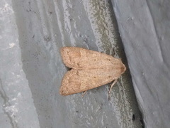 Ammoconia caecimacula