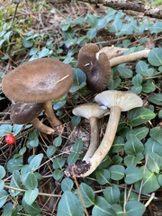 Lactarius fuliginosus
