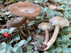 Lactarius fuliginosus