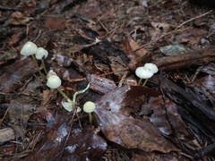 Mycena epipterygia