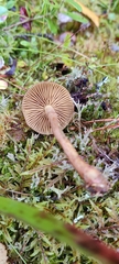 Cortinarius croceus