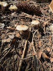 Lepiota cristata