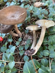 Lactarius fuliginosus