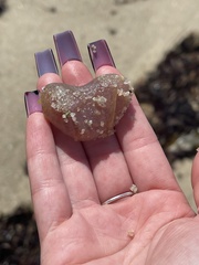 Aplidium californicum
