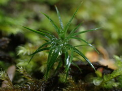 Polytrichastrum alpinum