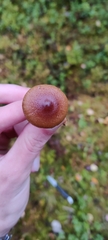 Cortinarius croceus