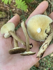 Lactarius fuliginosus
