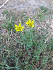 Tragopogon pratensis