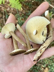 Lactarius fuliginosus