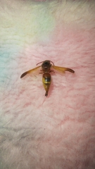Rhynchium oculatum