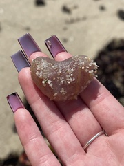 Aplidium californicum