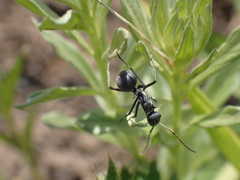 Polyrhachis schistacea