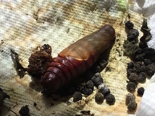 Vine Sphinx