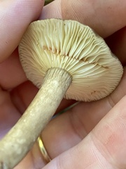 Lactarius fuliginosus