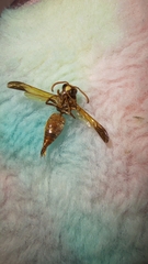 Rhynchium oculatum