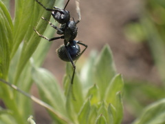 Polyrhachis schistacea
