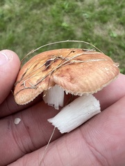 Russula decolorans