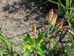 Acalypha glandulifolia