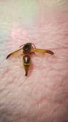 Rhynchium oculatum