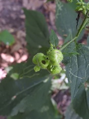 Schizomyia eupatoriflorae
