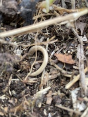Anguis fragilis