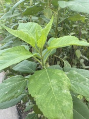 Helianthus tuberosus