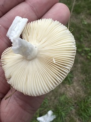 Russula decolorans