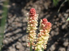 Acalypha glandulifolia