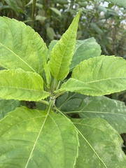 Helianthus tuberosus