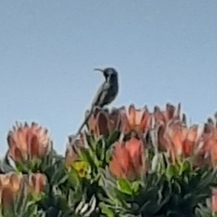 Anthobaphes violacea