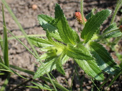 Acalypha glandulifolia