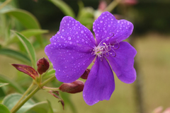Melastomeae