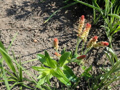 Acalypha glandulifolia