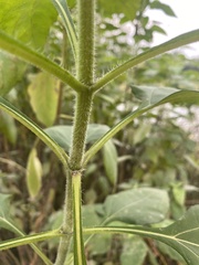 Helianthus tuberosus