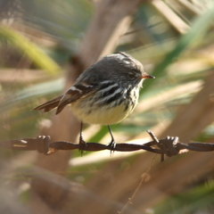 Anairetes flavirostris