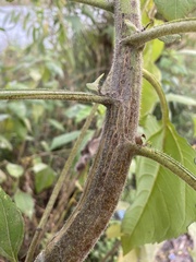 Helianthus tuberosus