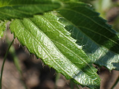 Acalypha glandulifolia