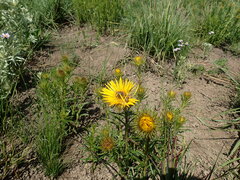 Berkheya insignis