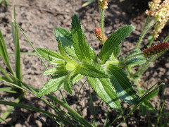 Acalypha glandulifolia