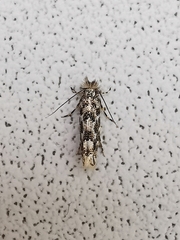 Phyllonorycter populifoliella