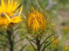 Berkheya insignis
